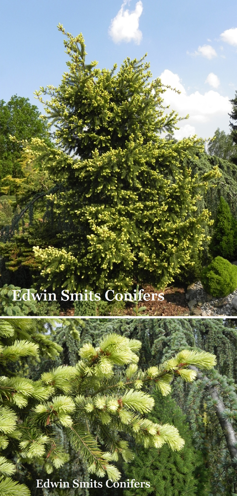 Pseudotsuga menziesii 'Aureovariegata'